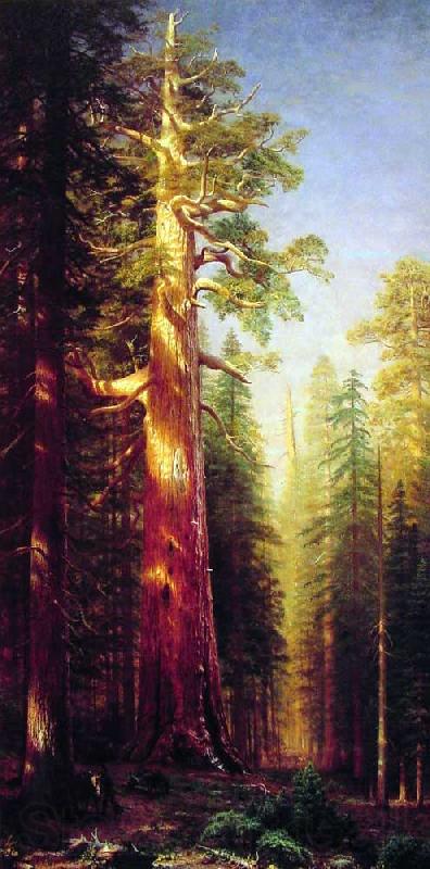 Albert Bierstadt The Great Trees, Mariposa Grove, California Germany oil painting art